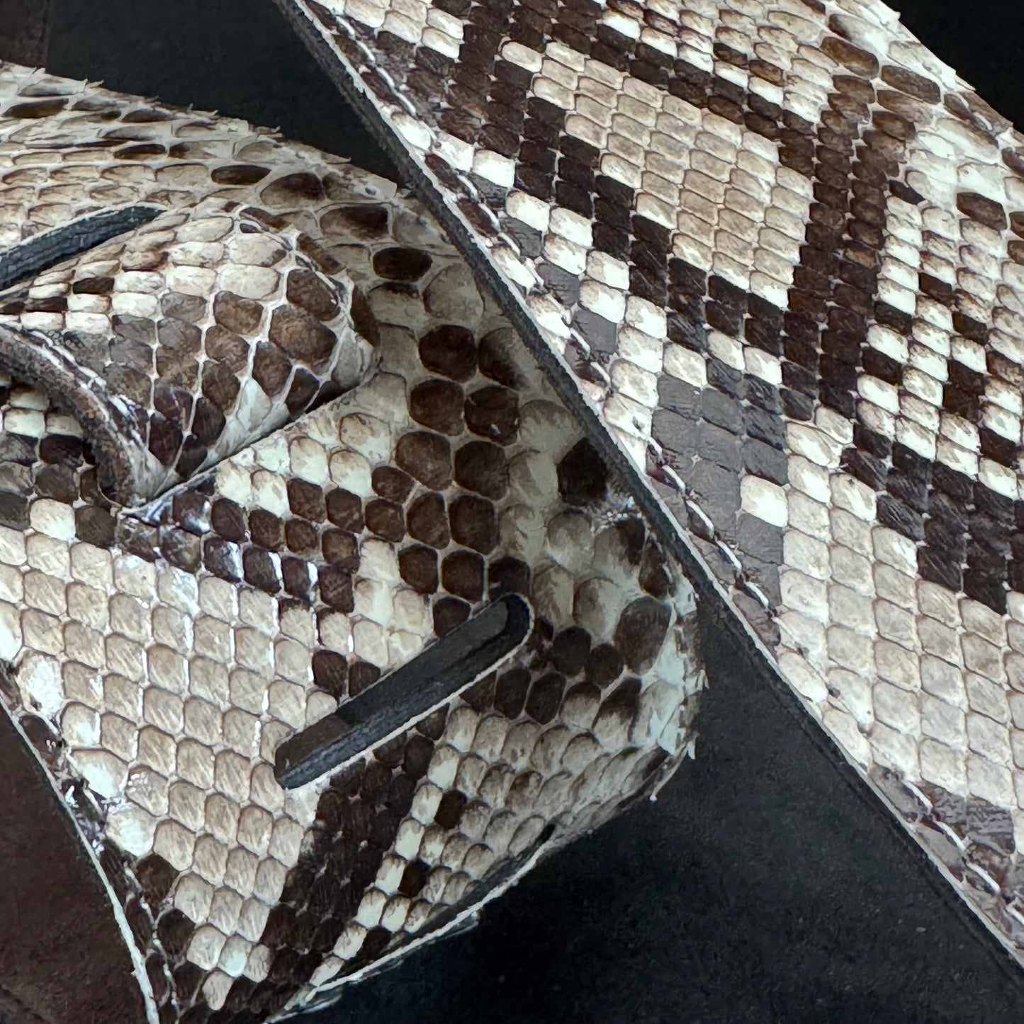 Genuine Burmese python - GBS
